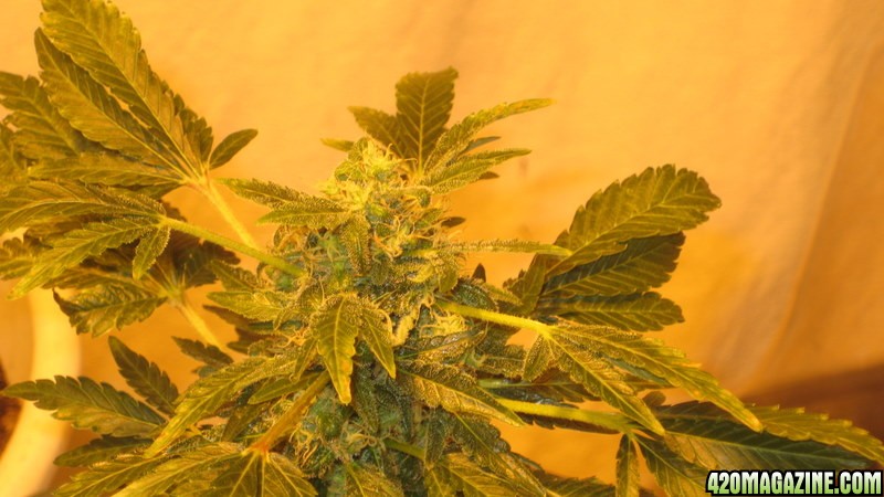 Plant 1 day 52 flowering