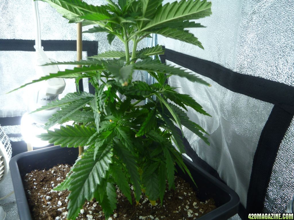 plant 1 from the side--5,5 weeks old