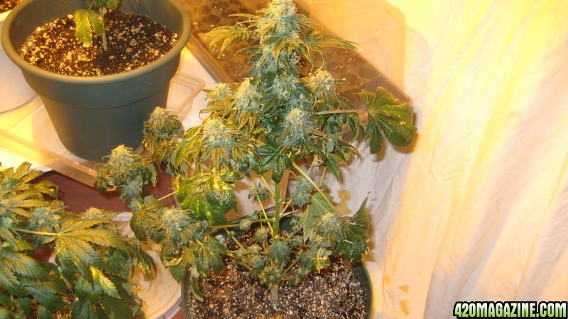 Plant 2 day 52 flowering