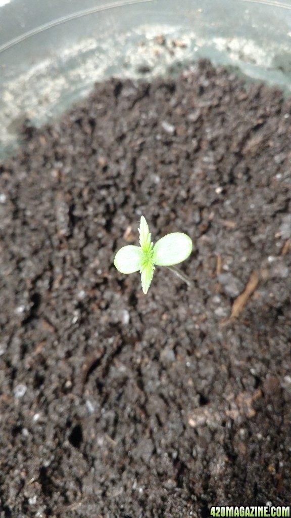 Plant #2 Seedling