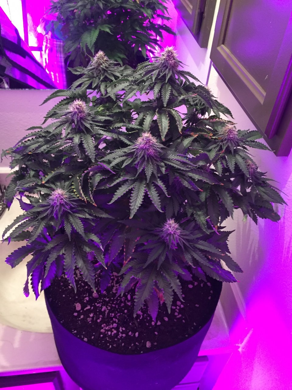 Plant 2 Week 6 with KindSoil