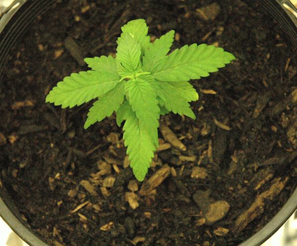 Plant 4