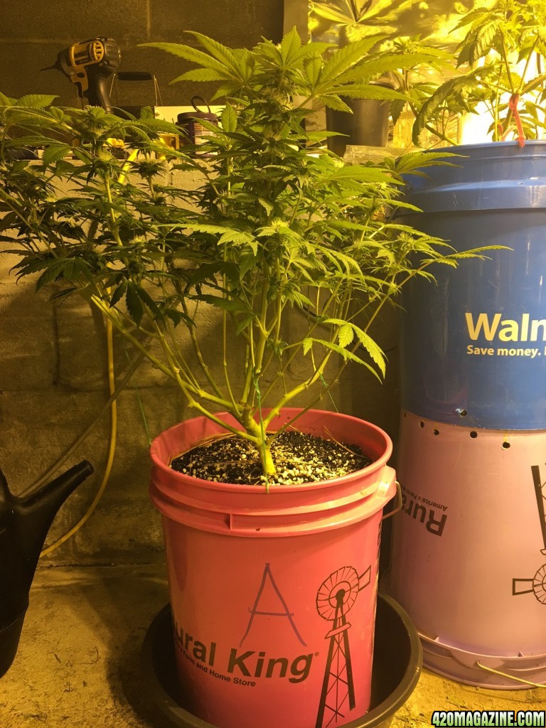 Plant A week 3