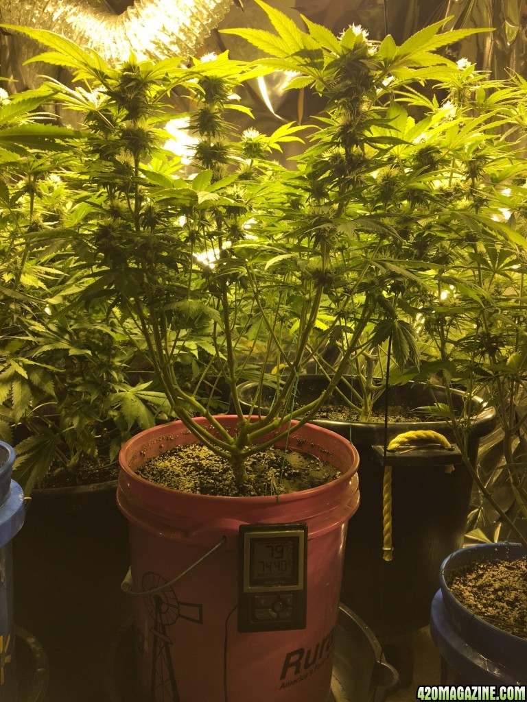 Plant A week 4