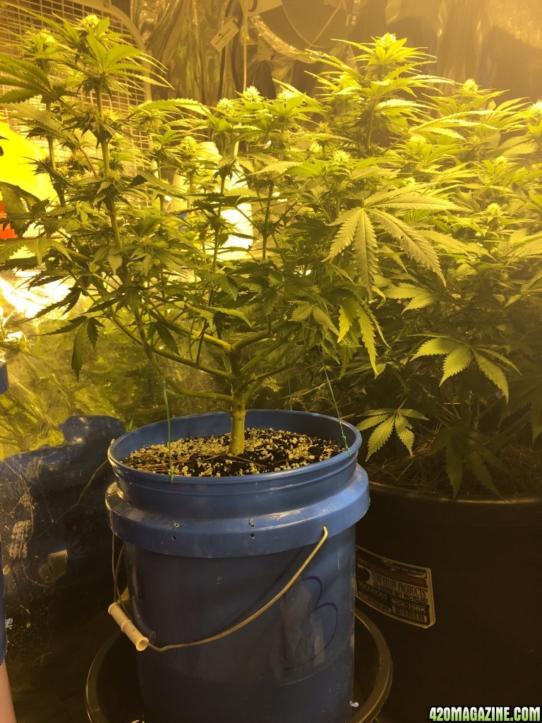 Plant B week 3