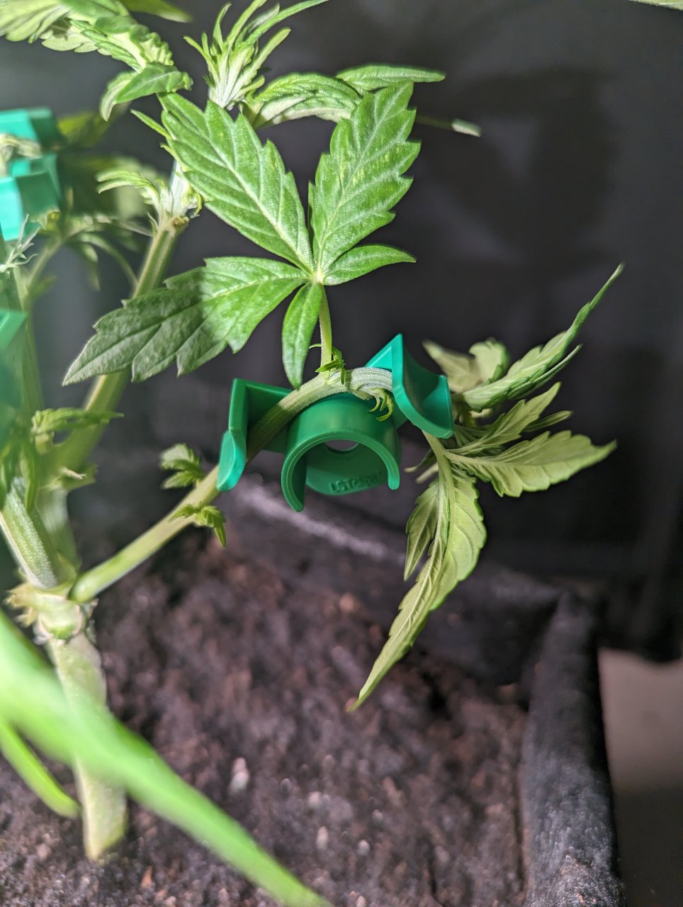 Plant clip review