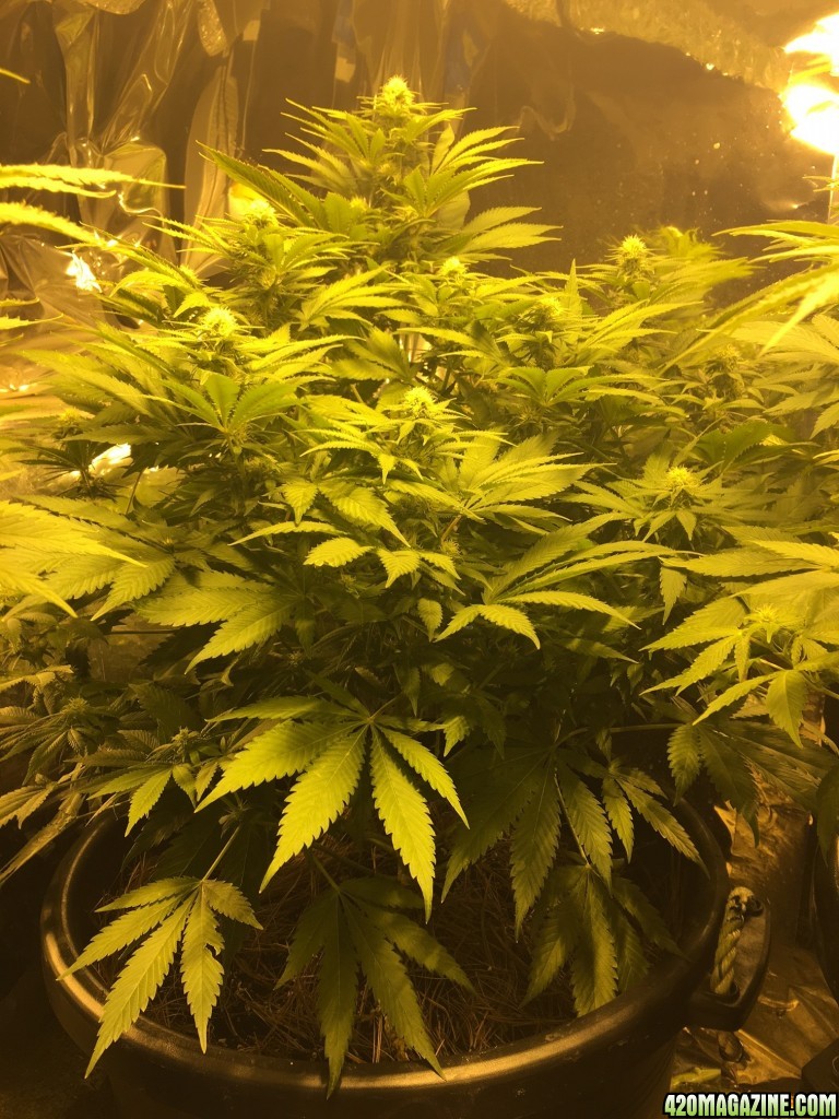 Plant D week 3
