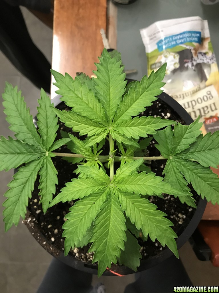 plant deficiency please help