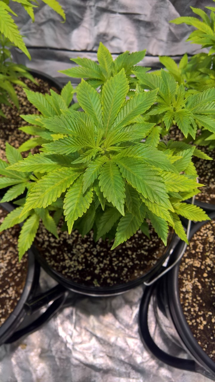 Plant in veg, colouring up before trim up.
