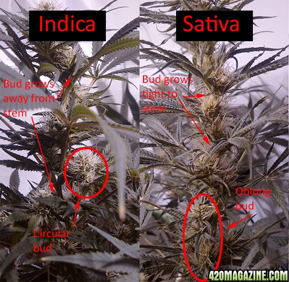 Plant indica vs sativa