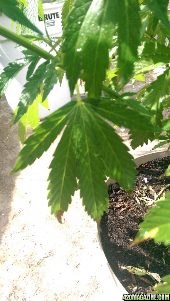 Plant Issue