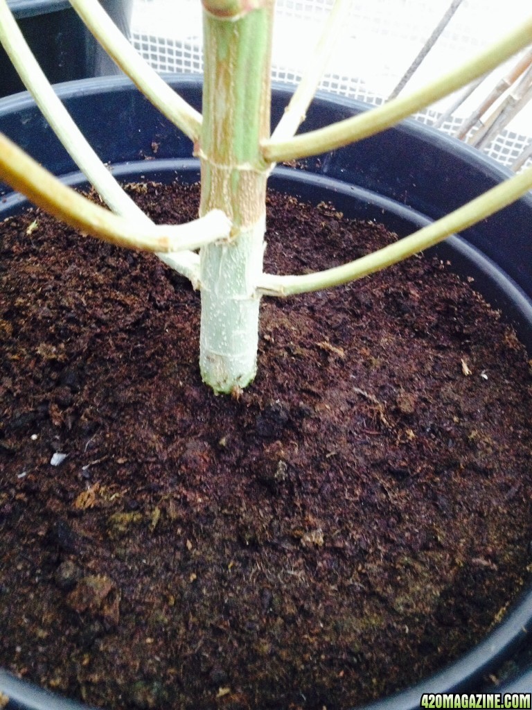 Plant pot and soil