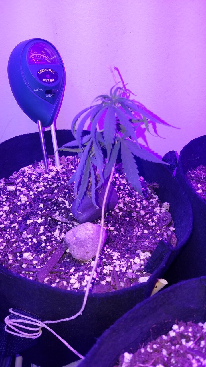 Plant recovering from N tox