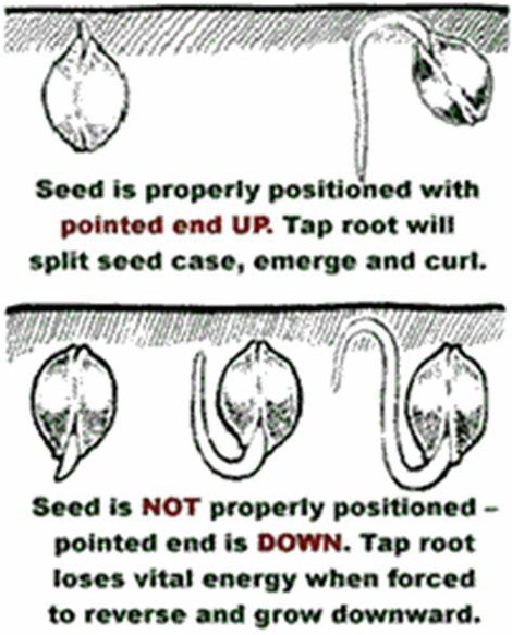 Plant seed pointy end up.jpg