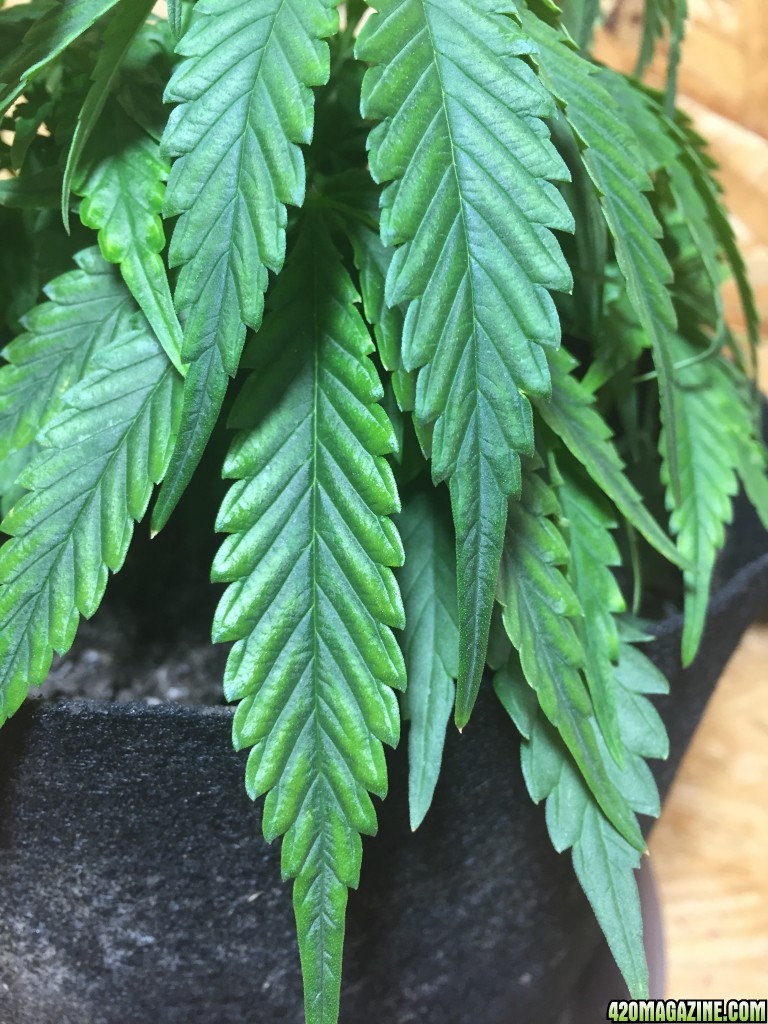 plant3 leaf