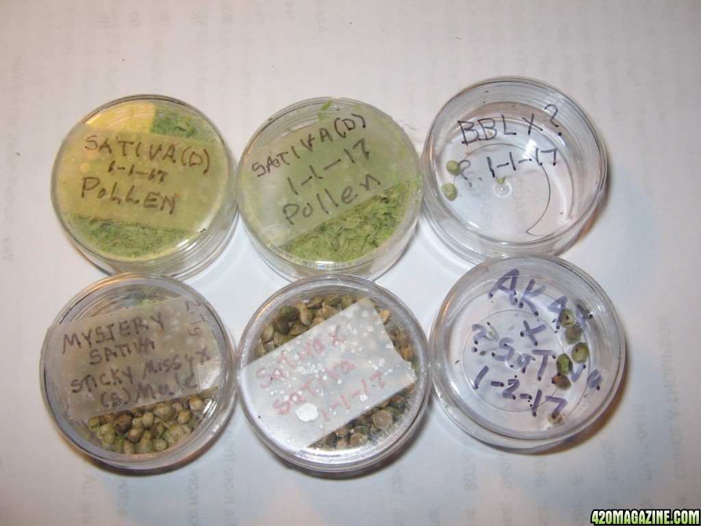 pollen and seed collection