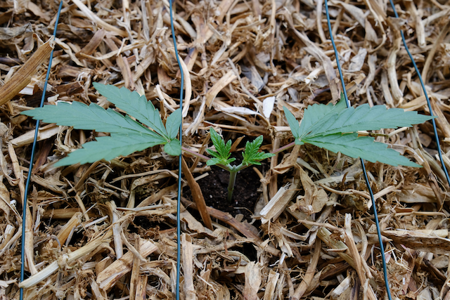 possible female Mulanje Sherbert seedling at about 6 weeks