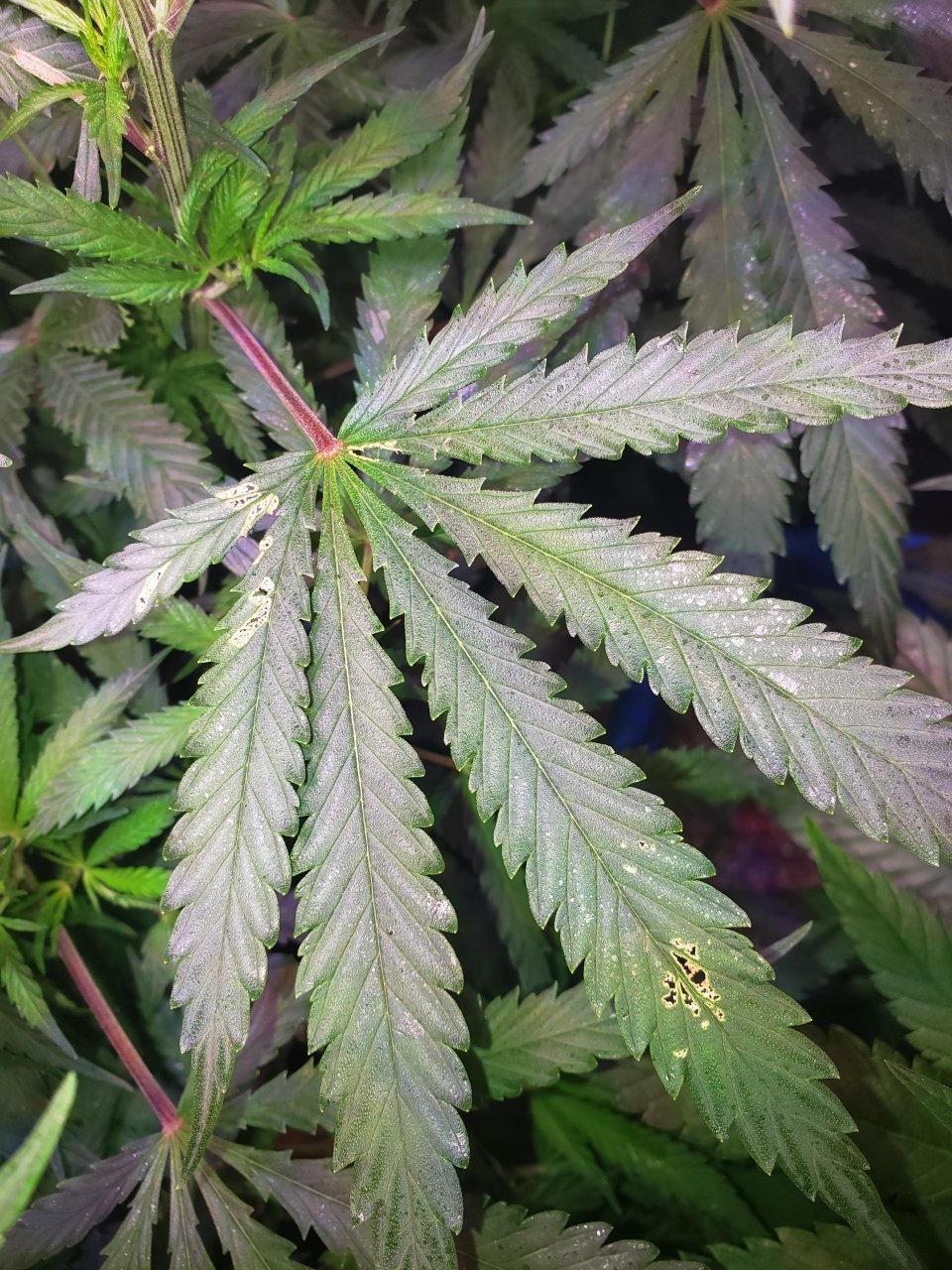 Possible issues 4 White Alien's in flower
