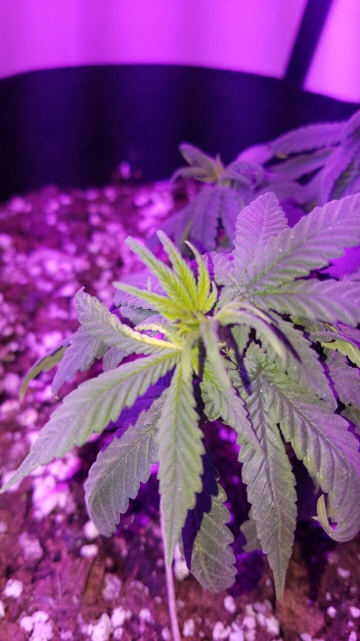 Possible light burn maybe deficiency