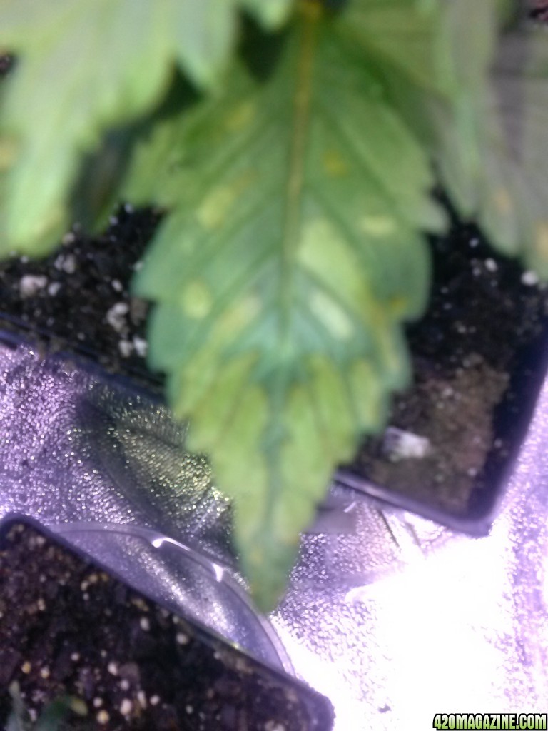 Possible nute burn?
