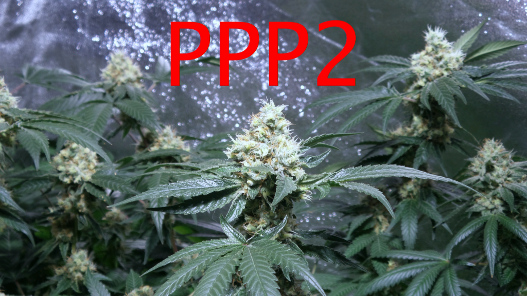 PPP2-1