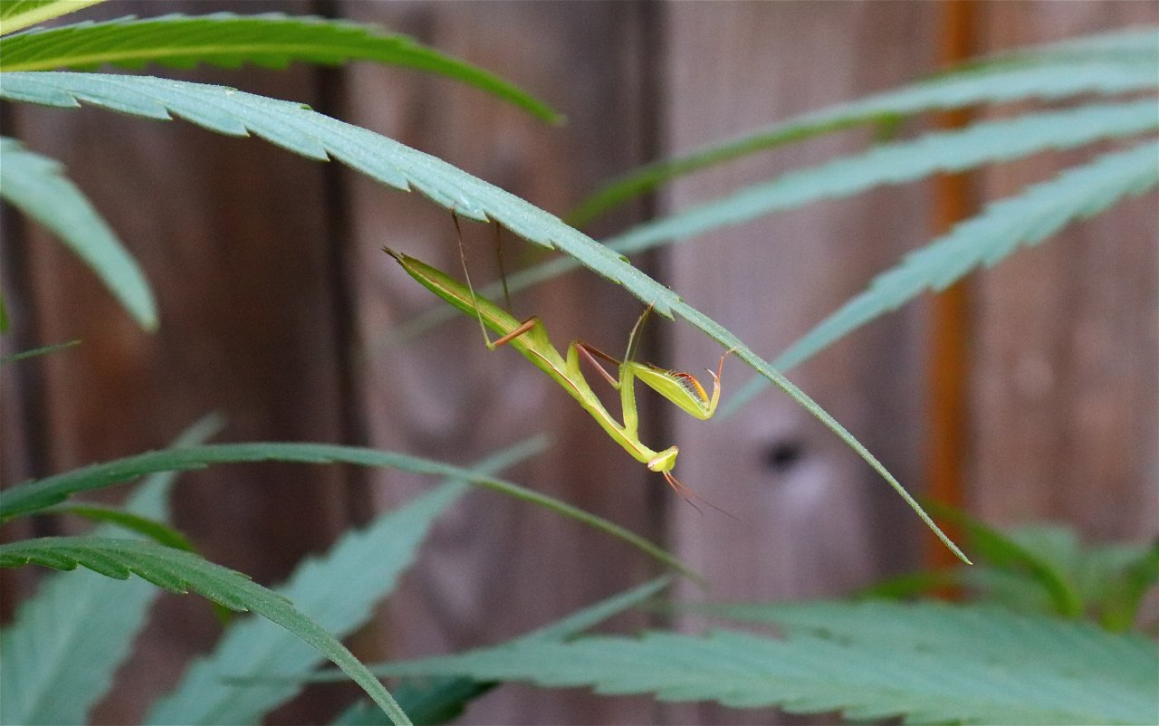 Praying Mantis Hanging Out under Cannabis Leaf