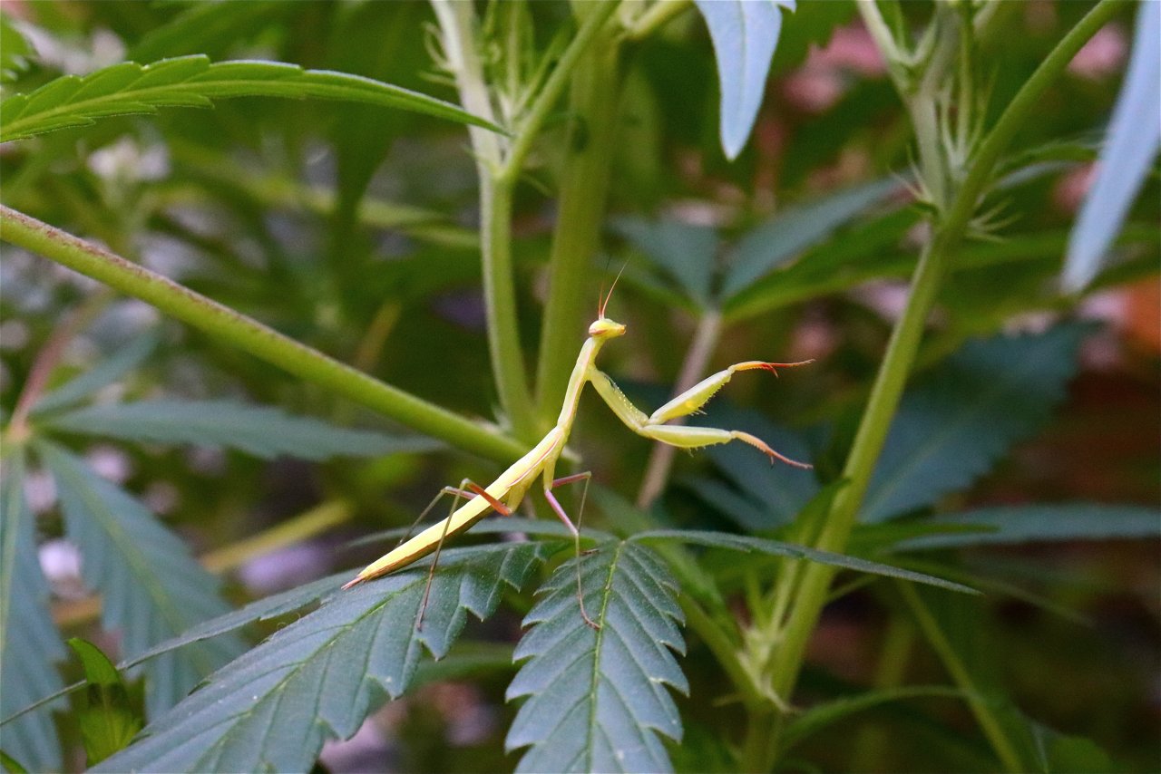 Praying Mantis on Cannabis Leaf