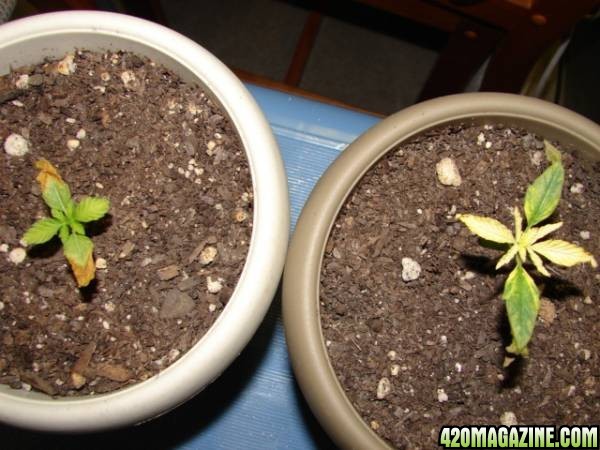 Problem Seedlings