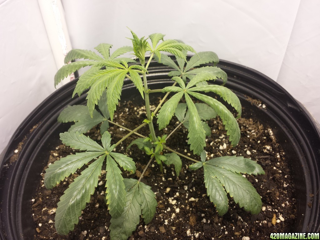 Problems with plants