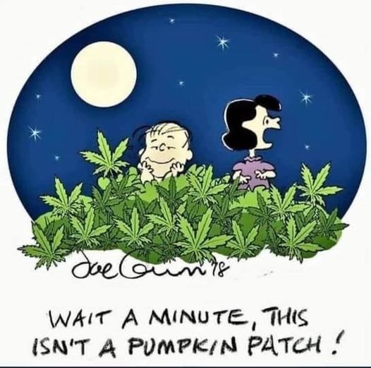 PumpkinPatch.jpg