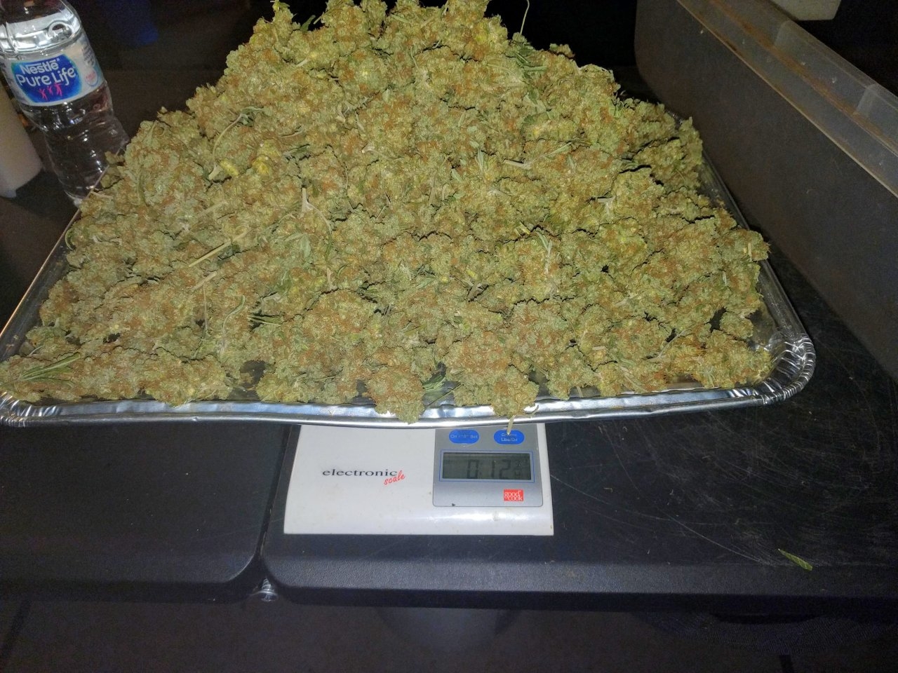Purp D buds weighed almost 13 zips.jpg