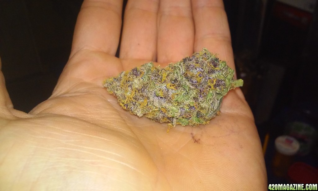 purple afghan 60 day cure