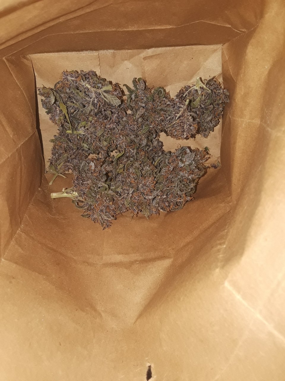 Purple Afghani x BCBD Purps