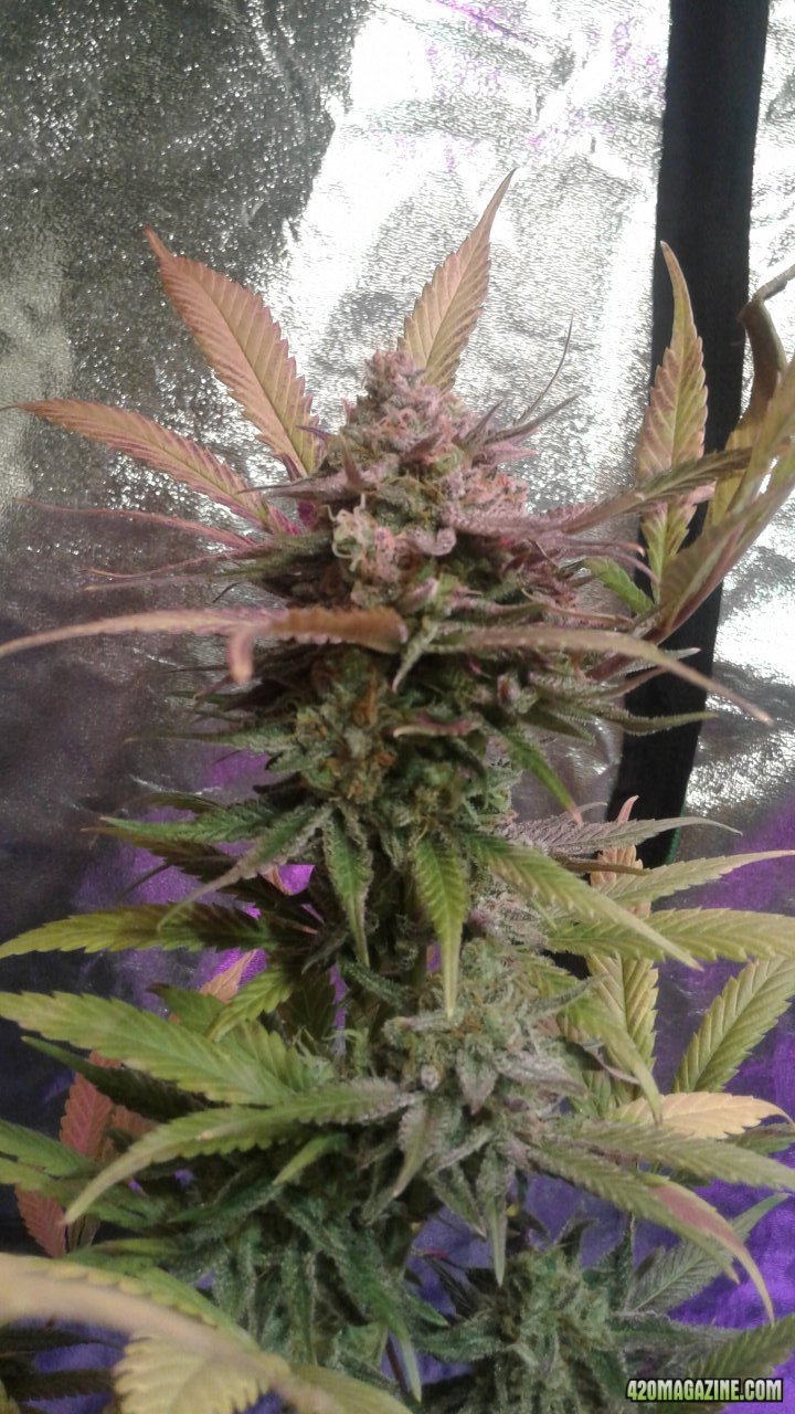 Purple Bubba branch top