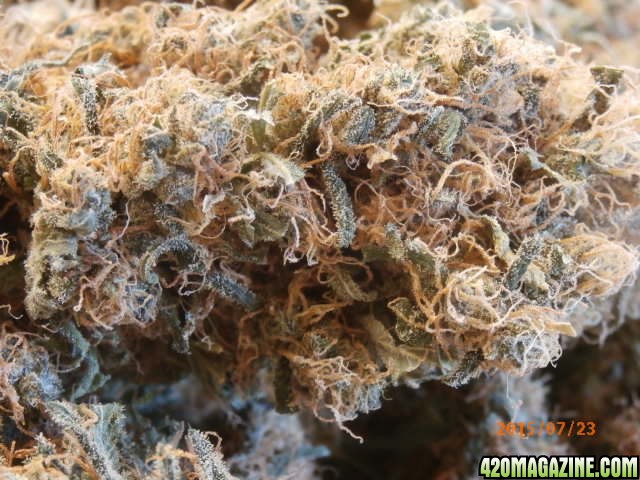 purple bud. -white label seeds
