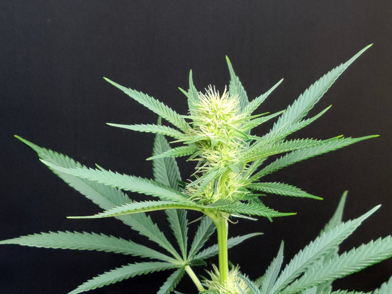 Purple Ghost Candy #1 day 18 flower