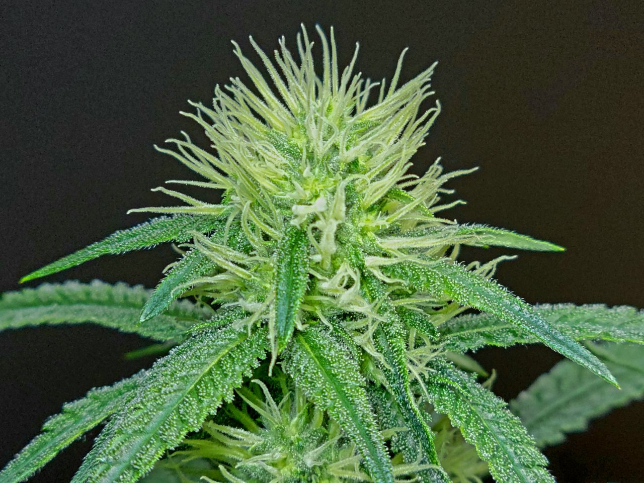 Purple Ghost Candy #1 day 25 flower, 85 days total