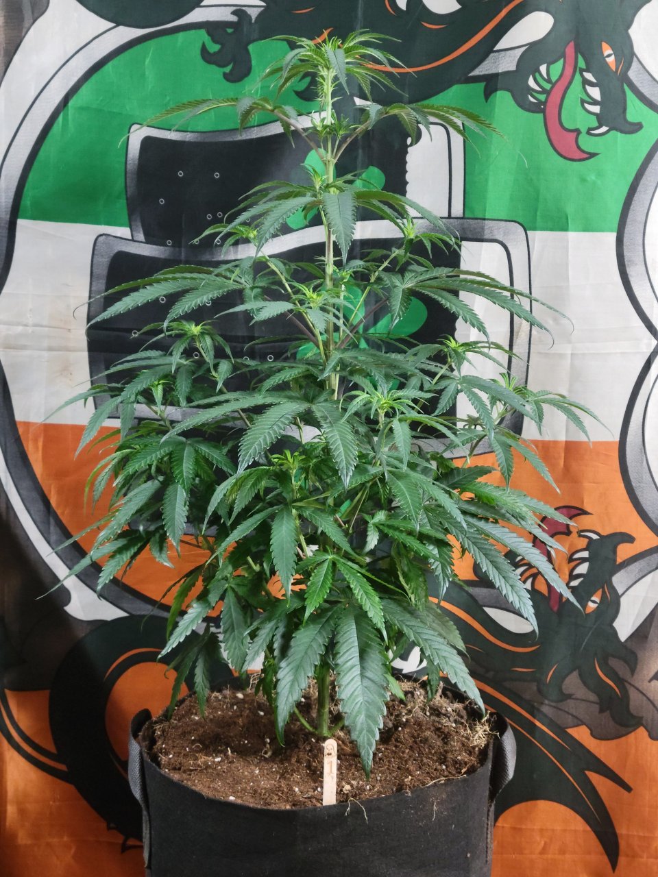 Purple Ghost Candy #1 day 6 flower
