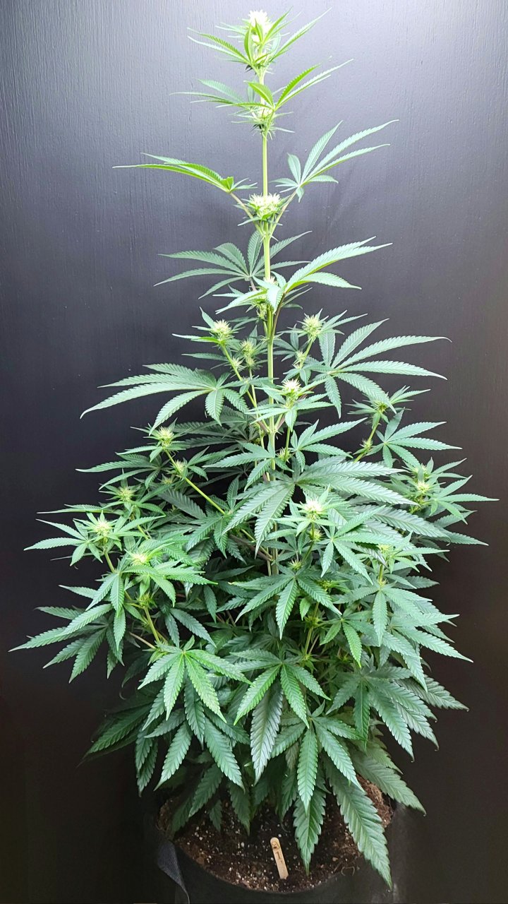 Purple Ghost Candy #1 front day 18 flower