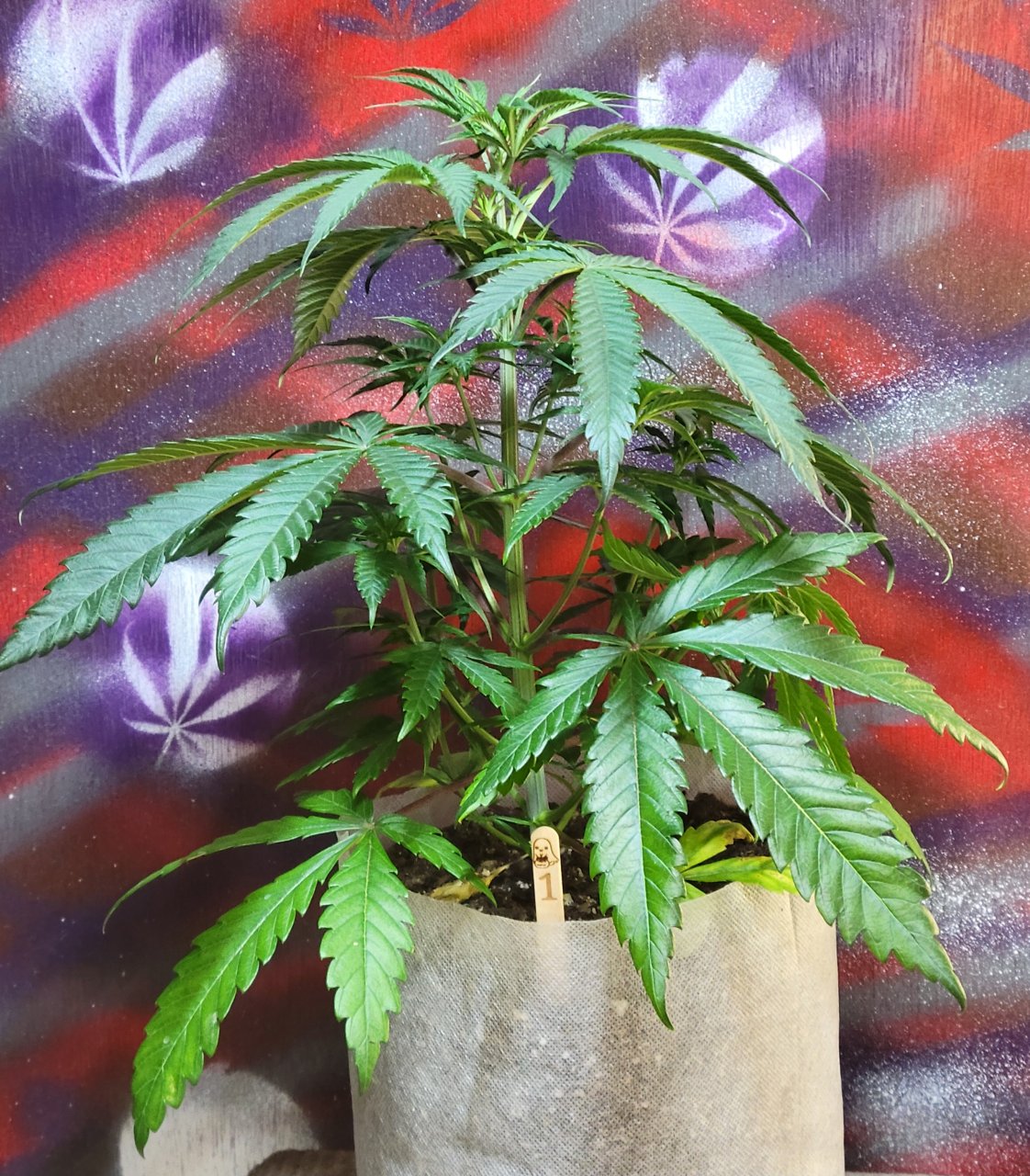 Purple Ghost Candy #1 front day 45