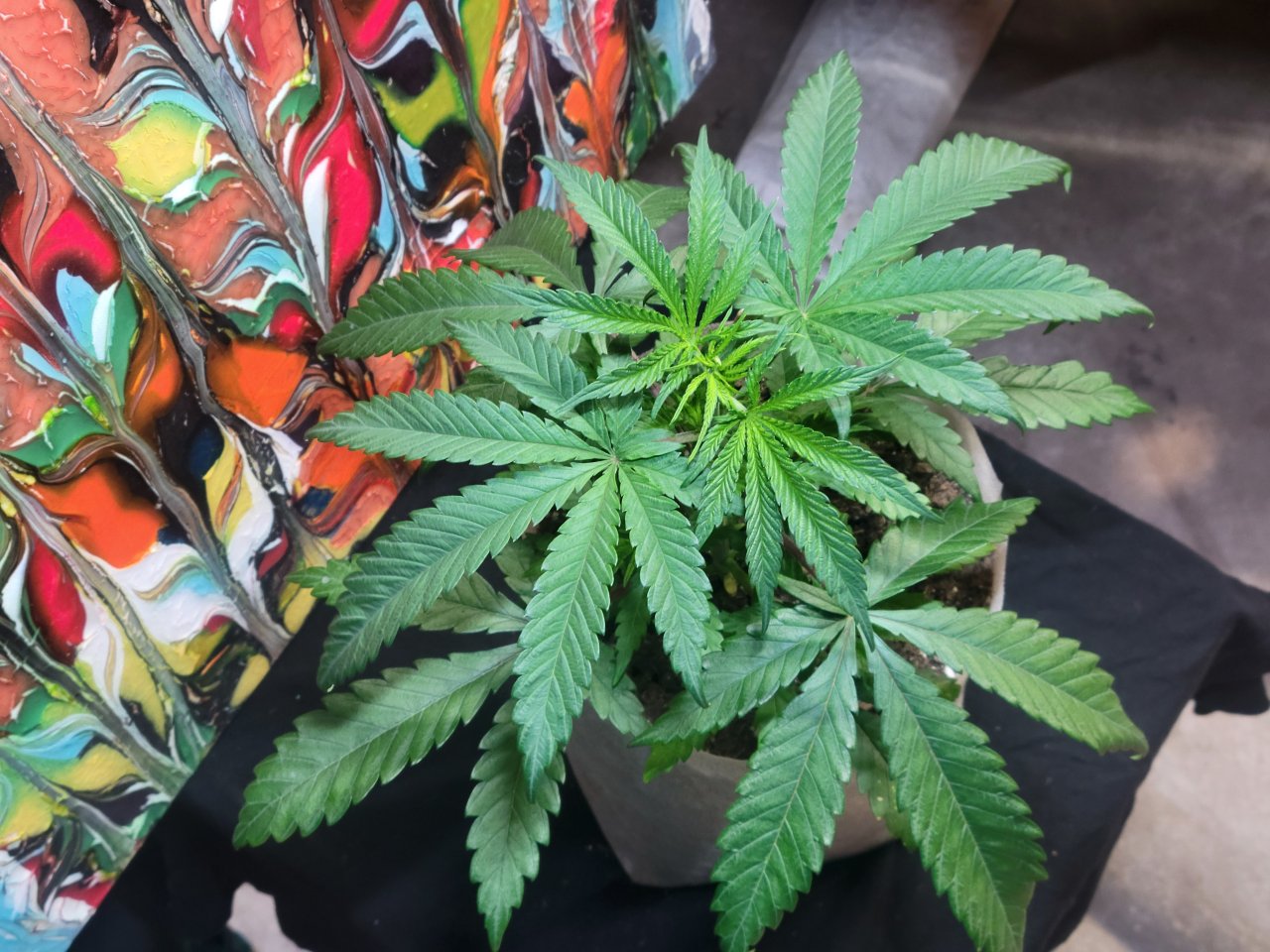 Purple Ghost Candy #1 top day 37