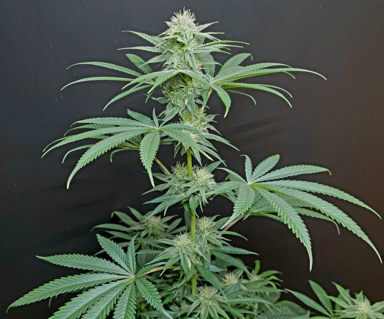 Purple Ghost Candy #2 day 25 flower, 85 days total