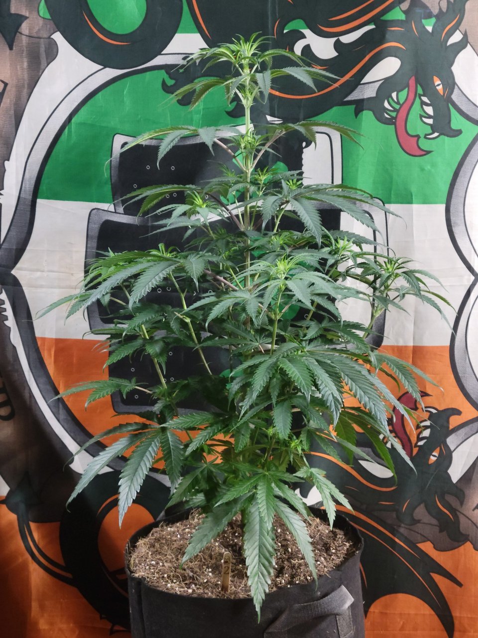 Purple Ghost Candy #2 day 6 flower