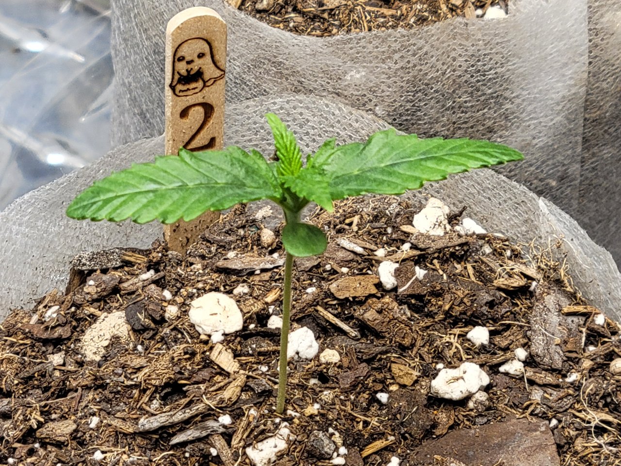 Purple Ghost Candy day 11
