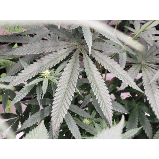Purple Ghost Candy day 17 flower, 77 days total