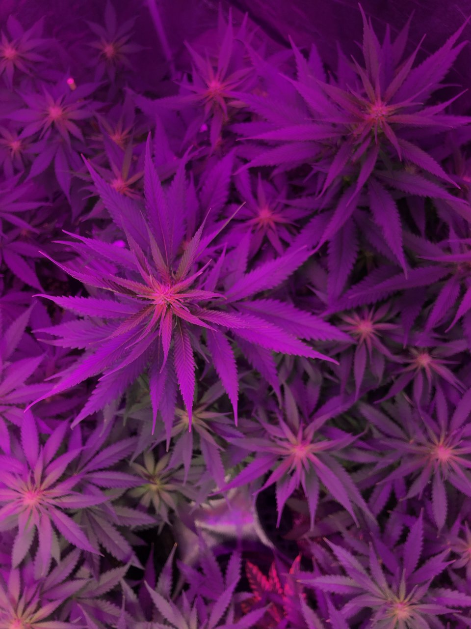 Purple Haze - week 3 of flower