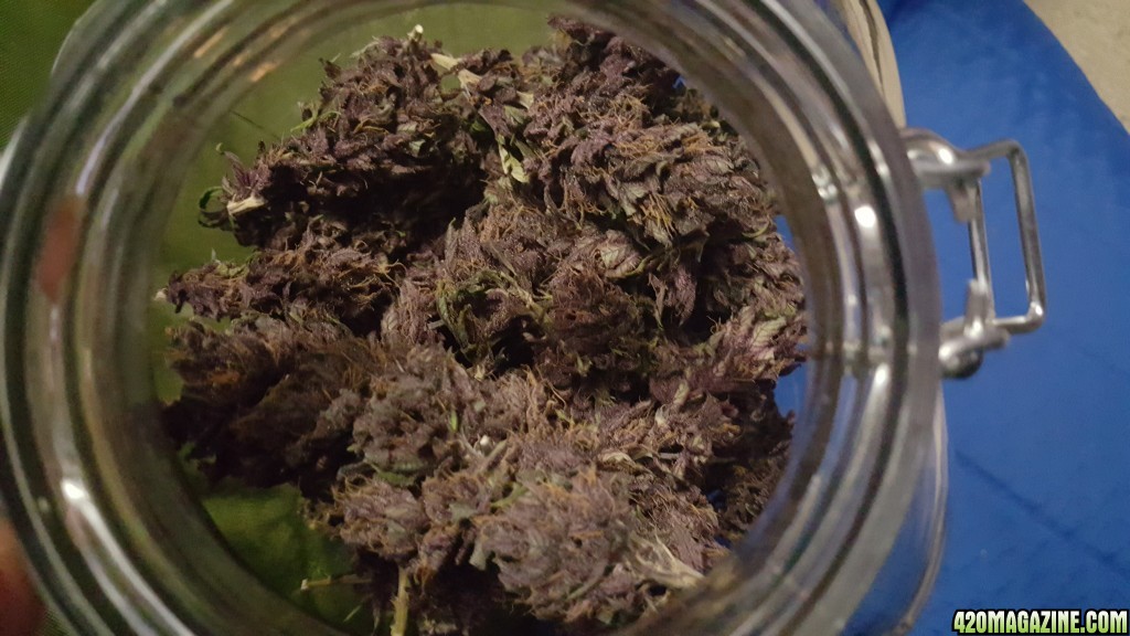Purple kush.