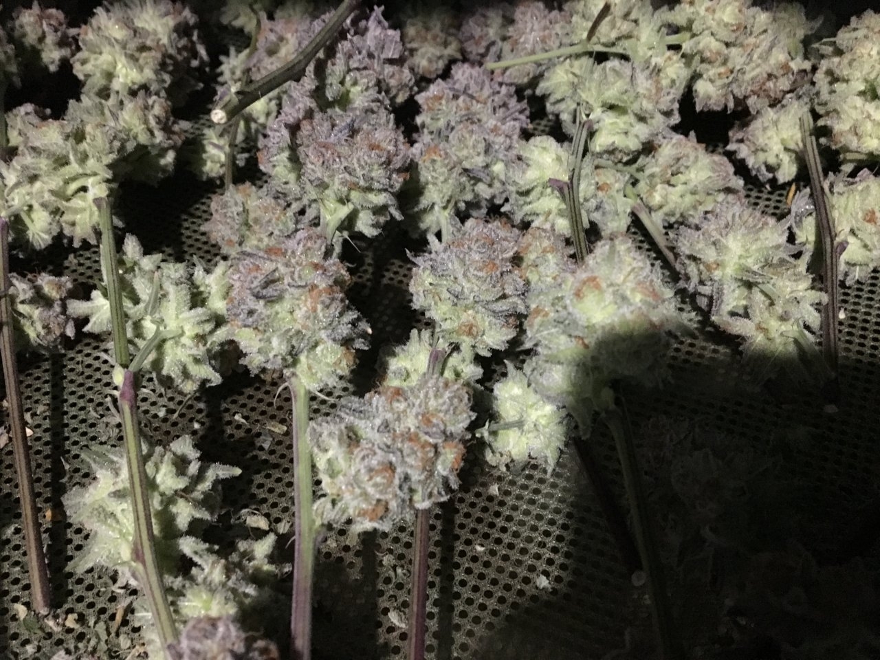 Purple Punch color on display