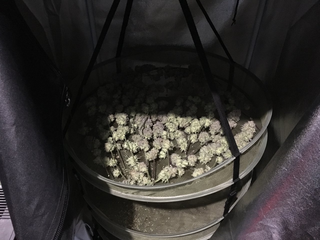 Purple Punch in the drying tent