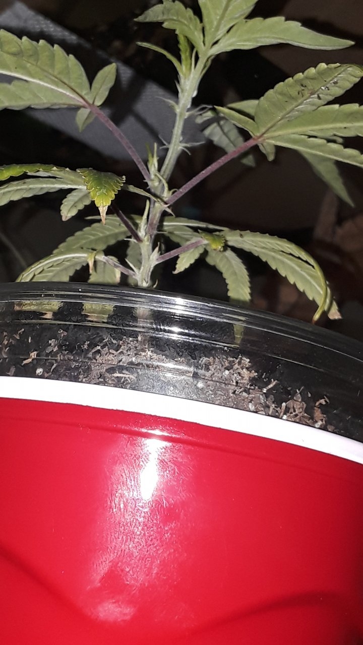purple stem clone?